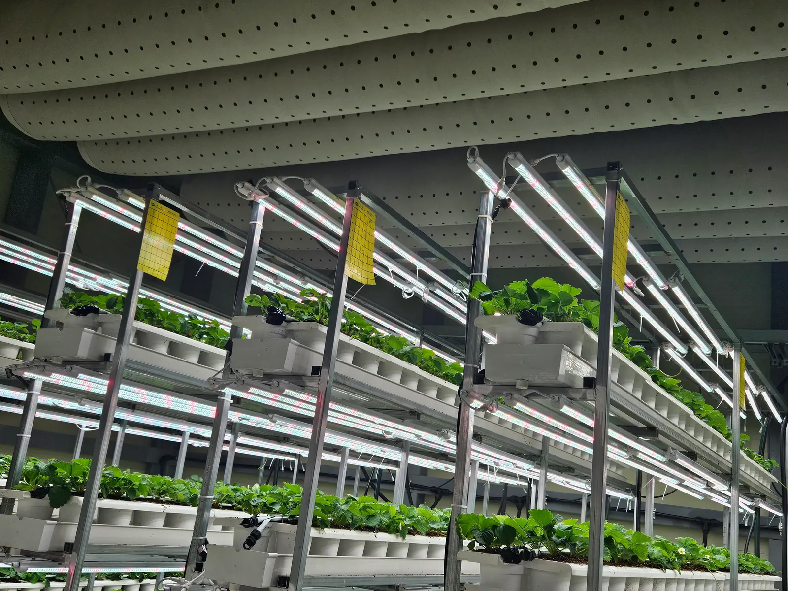 Fabric duct running above multi-level indoor grow racks with lettuce under grow lights